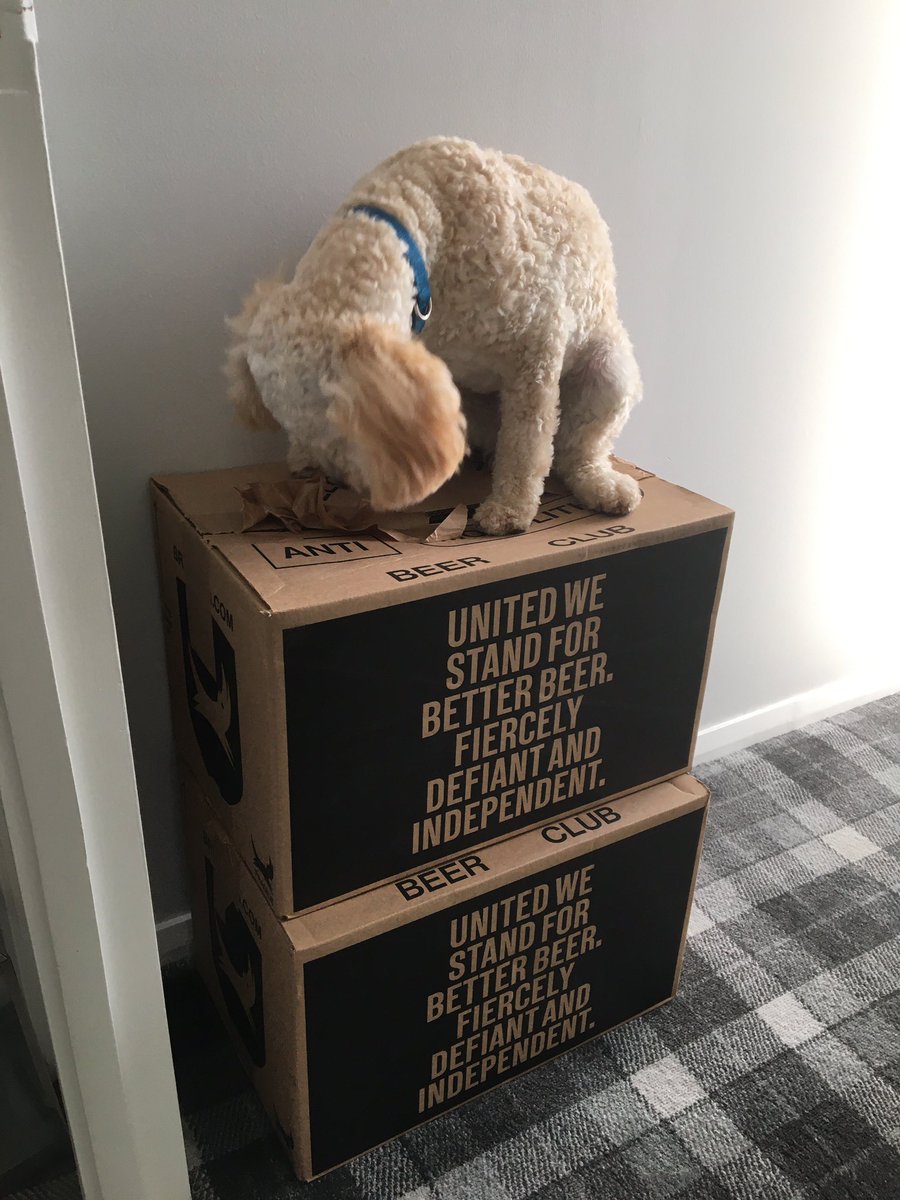 Ooft, that’s a fairly delivery from <a href="/BrewDog/">BrewDog</a> today. Should keep me going for a week or so! 🤣 

Note: Dog not delivered by BrewDog!