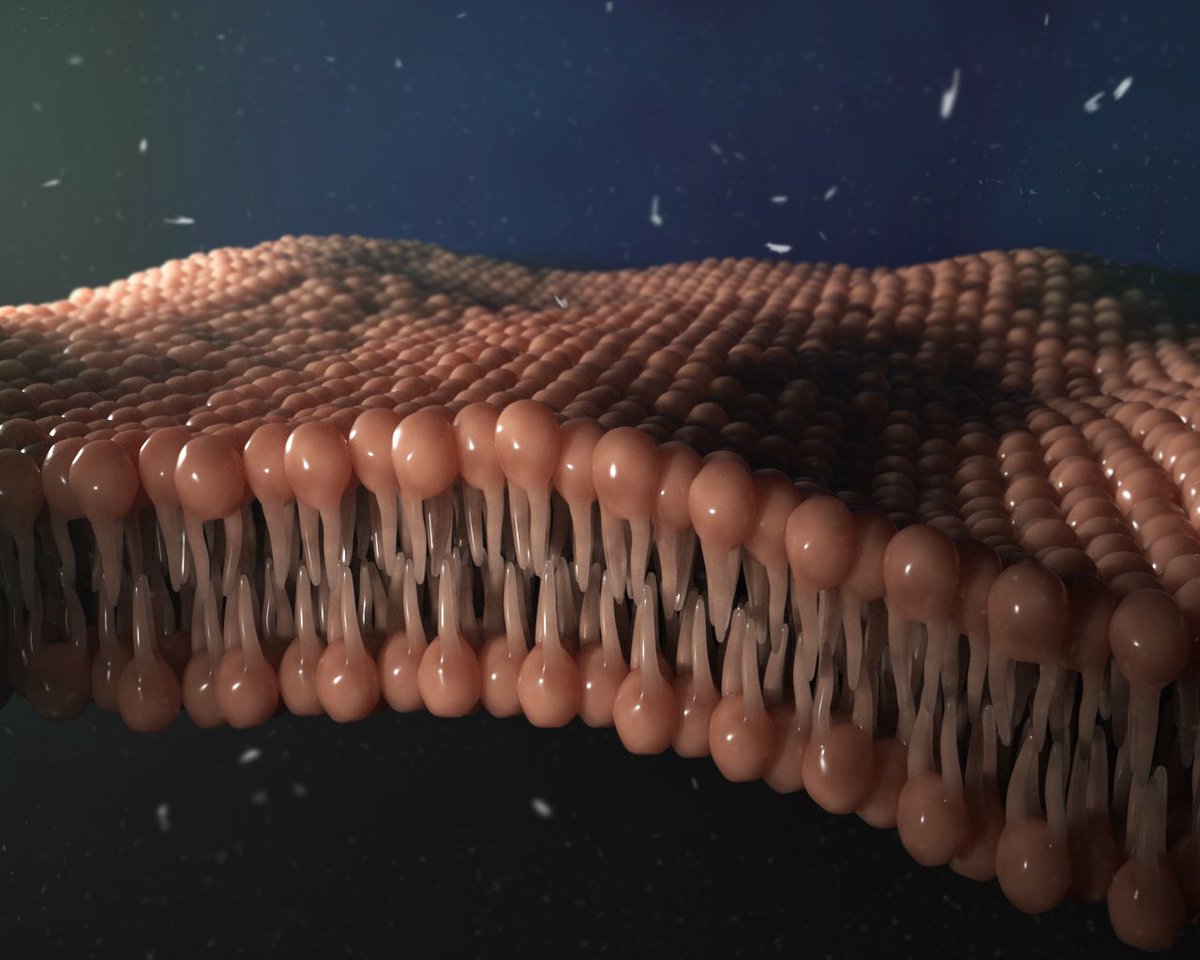 Made a fun and wavy lipid bilayer today 🌊