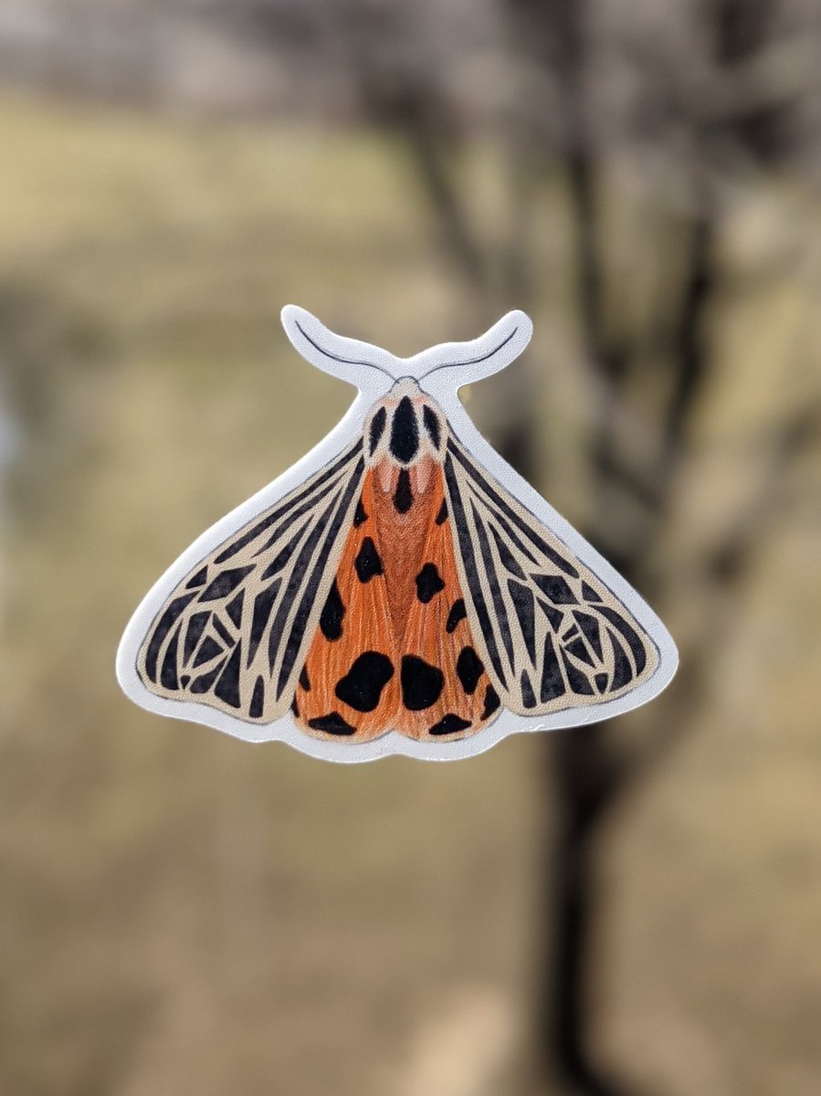 ChloeWillemsen's tweet photo. @_macey23 Technically a moth but close enough 🤷🏻‍♀️ https://t.co/sSoMaGcwJA