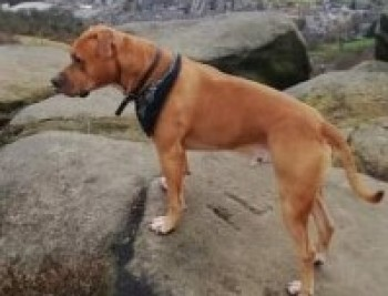 millypod1's tweet photo. NIGEL HOME SAFE. THANKS FOR RT's πππΎ
#Lost #ScanMe Staffordshire Bull Terrier Cross Male
Slipped lead near Todmorden Doctors, Halifax Road, #Todmorden #OL14 Sighting Longfield Road
Upper Calder Valley in Calderdale, West Yorkshire
SIGHTINGS PLZ**
https://t.co/7XURrc1sAT https://t.co/drlYiSFKEv
