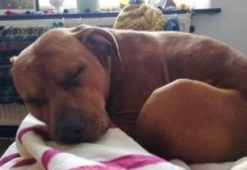 millypod1's tweet photo. NIGEL HOME SAFE. THANKS FOR RT's πππΎ
#Lost #ScanMe Staffordshire Bull Terrier Cross Male
Slipped lead near Todmorden Doctors, Halifax Road, #Todmorden #OL14 Sighting Longfield Road
Upper Calder Valley in Calderdale, West Yorkshire
SIGHTINGS PLZ**
https://t.co/7XURrc1sAT https://t.co/drlYiSFKEv
