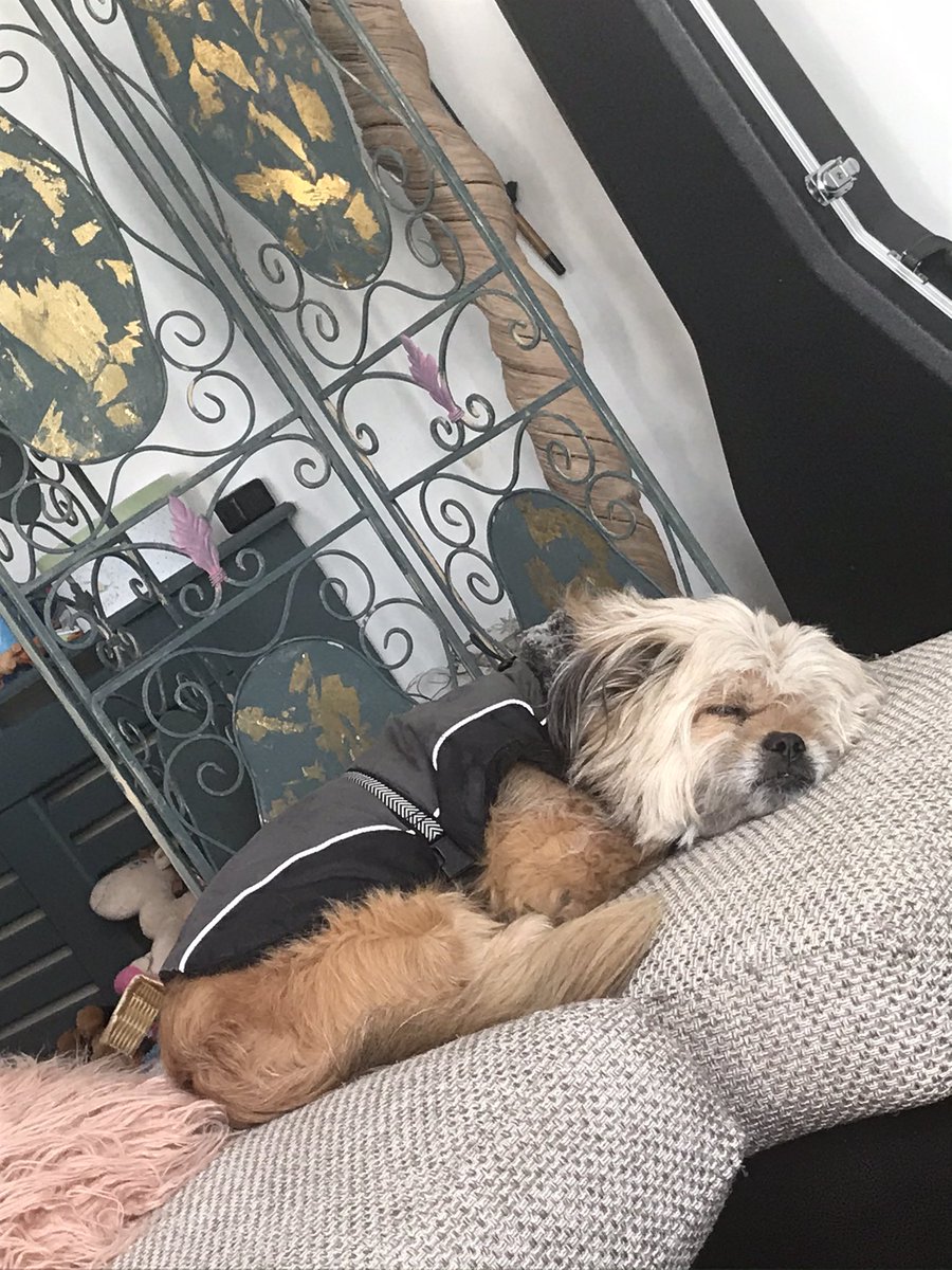 LadyJusticeLVP's tweet photo. again in the blink of an eye its almost #Friday another busy week #WFH lots of zooms/teams, I managed to have 2 #socdistance #face2face meetings remembering how much I miss humans but for now #oscardoodles is lapping up #canalwalks 🐾 #jackshit #lockdownlife @CRTNorthWest #nature https://t.co/iJCYQBR3Bq