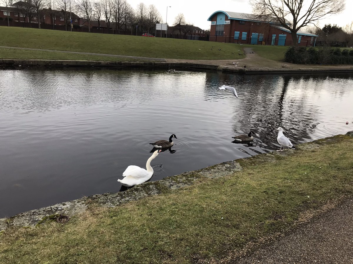 LadyJusticeLVP's tweet photo. again in the blink of an eye its almost #Friday another busy week #WFH lots of zooms/teams, I managed to have 2 #socdistance #face2face meetings remembering how much I miss humans but for now #oscardoodles is lapping up #canalwalks 🐾 #jackshit #lockdownlife @CRTNorthWest #nature https://t.co/iJCYQBR3Bq