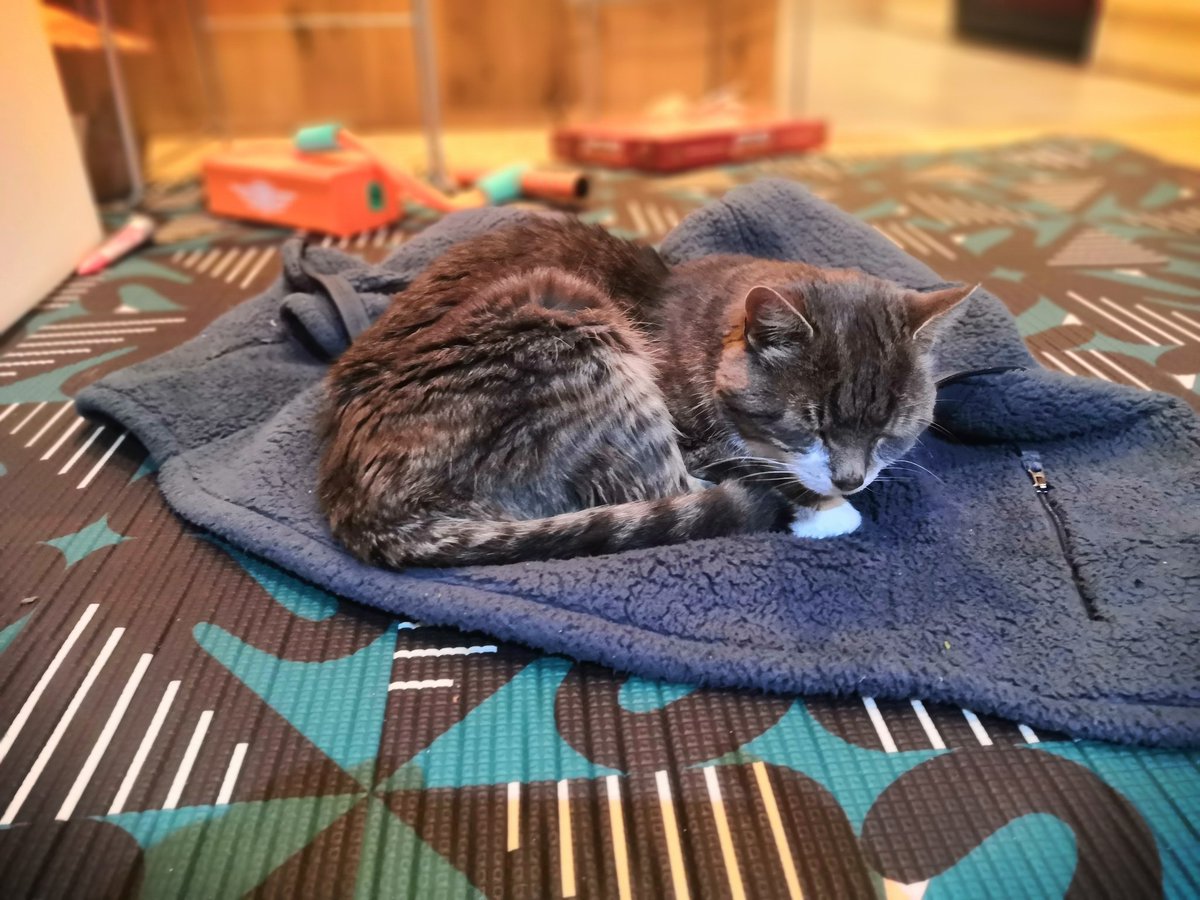 PericlesCat's tweet photo. The boy's jumper is very soft. https://t.co/cxZYwEwVsB