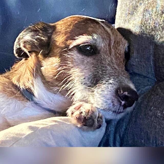 Jacks643's tweet photo. Of to bed already. Hete its 2030pm. Do sleep well our beloved paw frend https://t.co/p1l7J64e6w