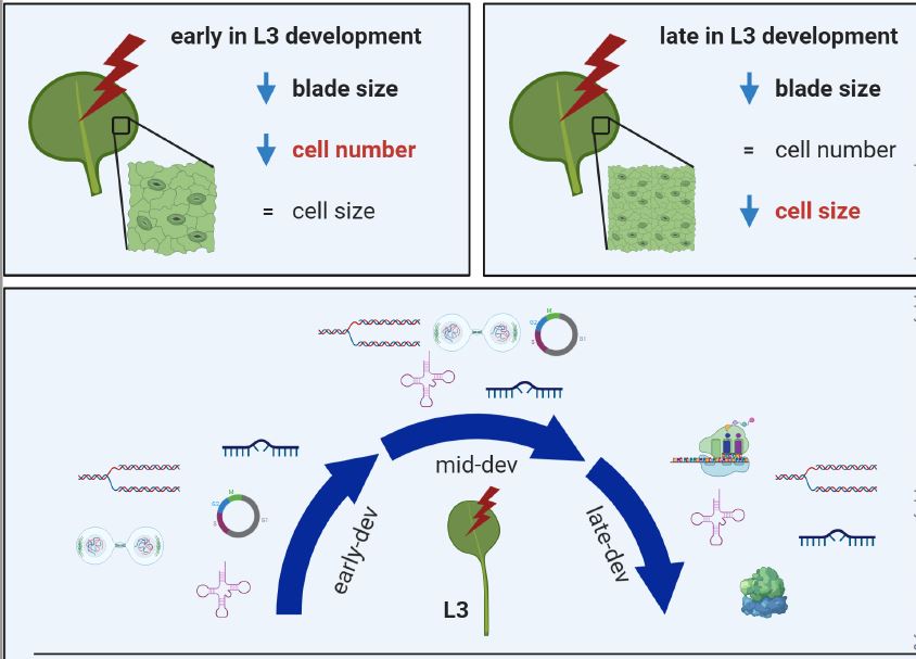 PlantPhys's tweet image. Phytochrome regulates cellular response plasticity and the basic molecular machinery of leaf development (by Andrés Romanowski, James J Furniss, Ejaz Hussain, Karen J Halliday) #PlantSci #LeafDevelopment #PlantSci @AndruRomanowski academic.oup.com/plphys/advance…