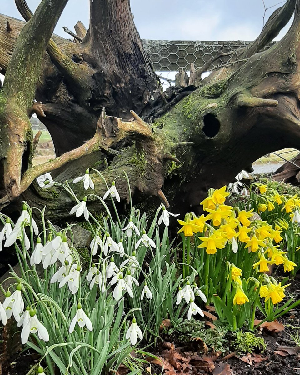 They survived the storm.  Love this beautiful corner of our grounds. ❤#storm #independenthostelsuk #holidayinwales #beautiful