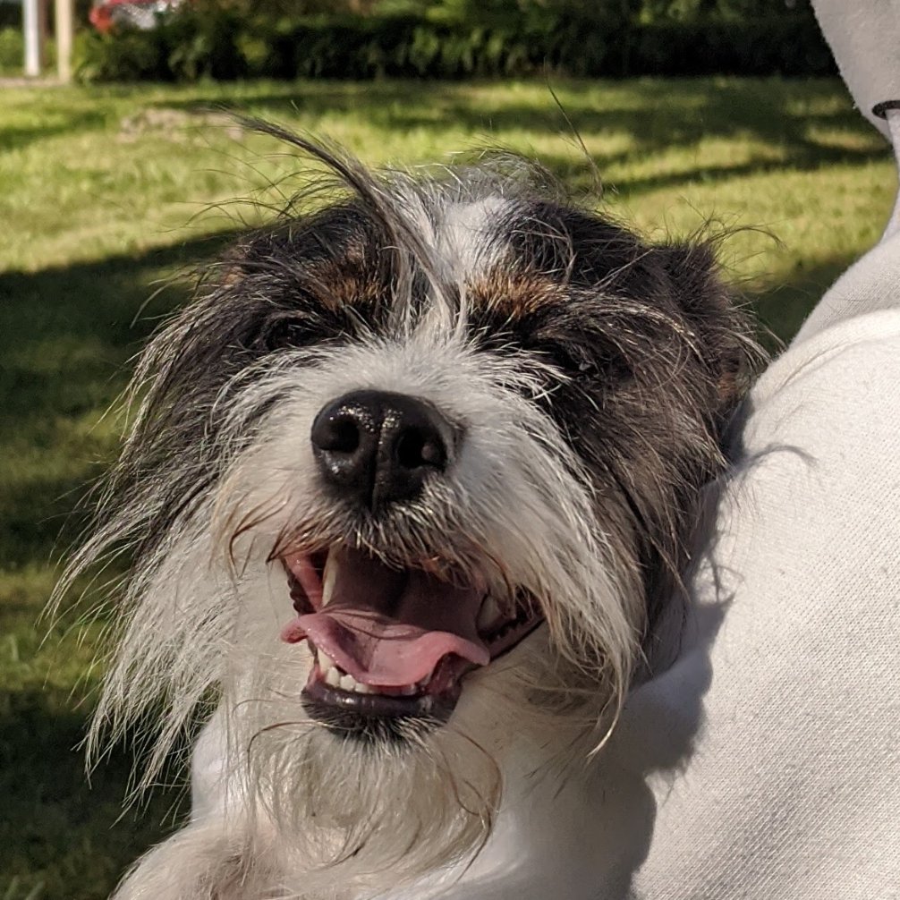 Happy #dogadoptionday to my tri-pod named Trinity. Adopted her 3 years ago today. Rescue dogs are the best. #rescuedog #tripoddog #dogsoftwitter #bestdog #terriers