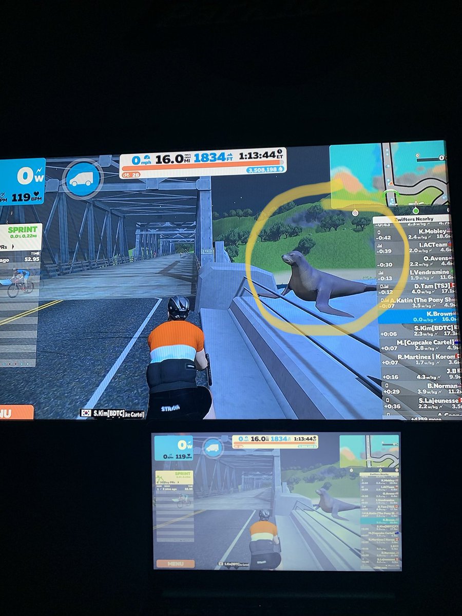 First time ever seeing this guy in Watopia <a href="/GoZwift/">Zwift</a>!  Love the Easter eggs the developers leave for you to find. #seal #TRex #honeybear #velocoraptors #ohMy!