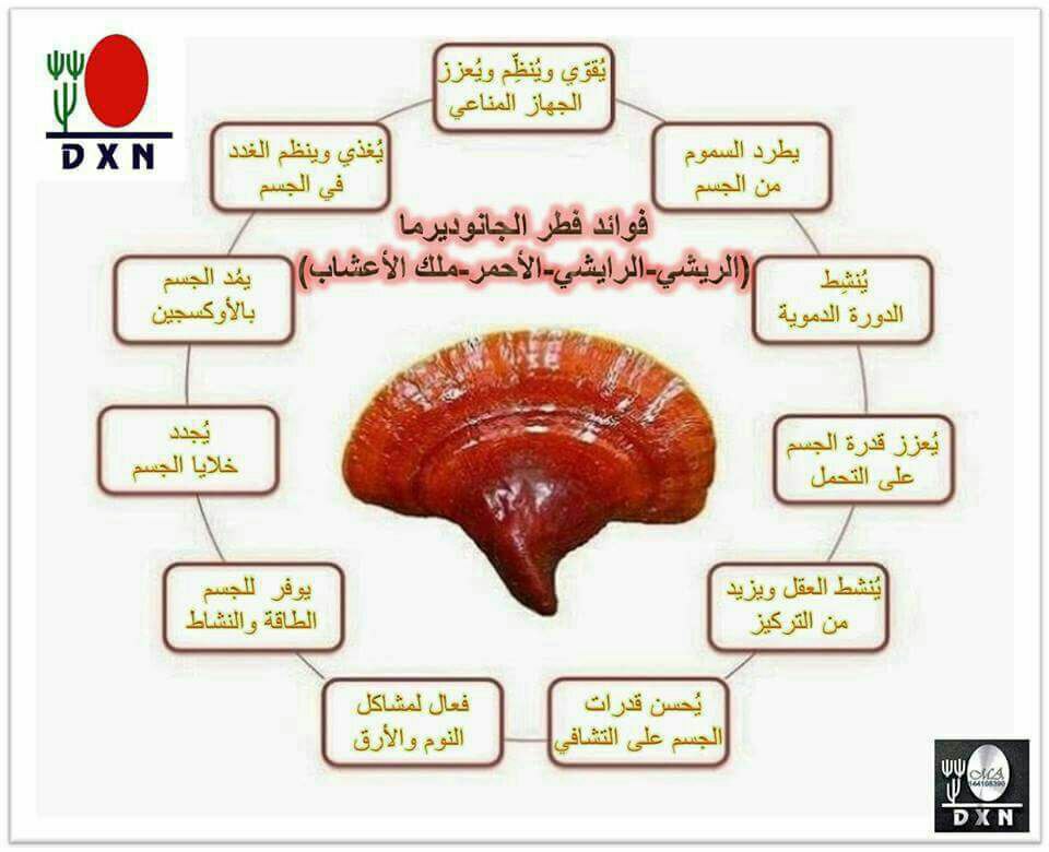 فوائد الفطر الريشي