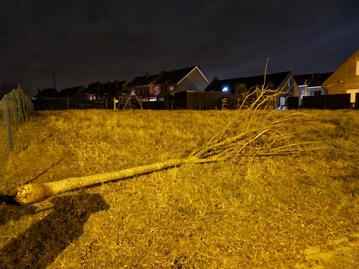 studiodewolf's tweet image. Ook #windschade in Halle. Een klein boompje was omgevallen op straat. De brandweerman had het verplaatst naar het veld. Geen schade op de auto's.

#stormschade #rukwind #windstoot #storm