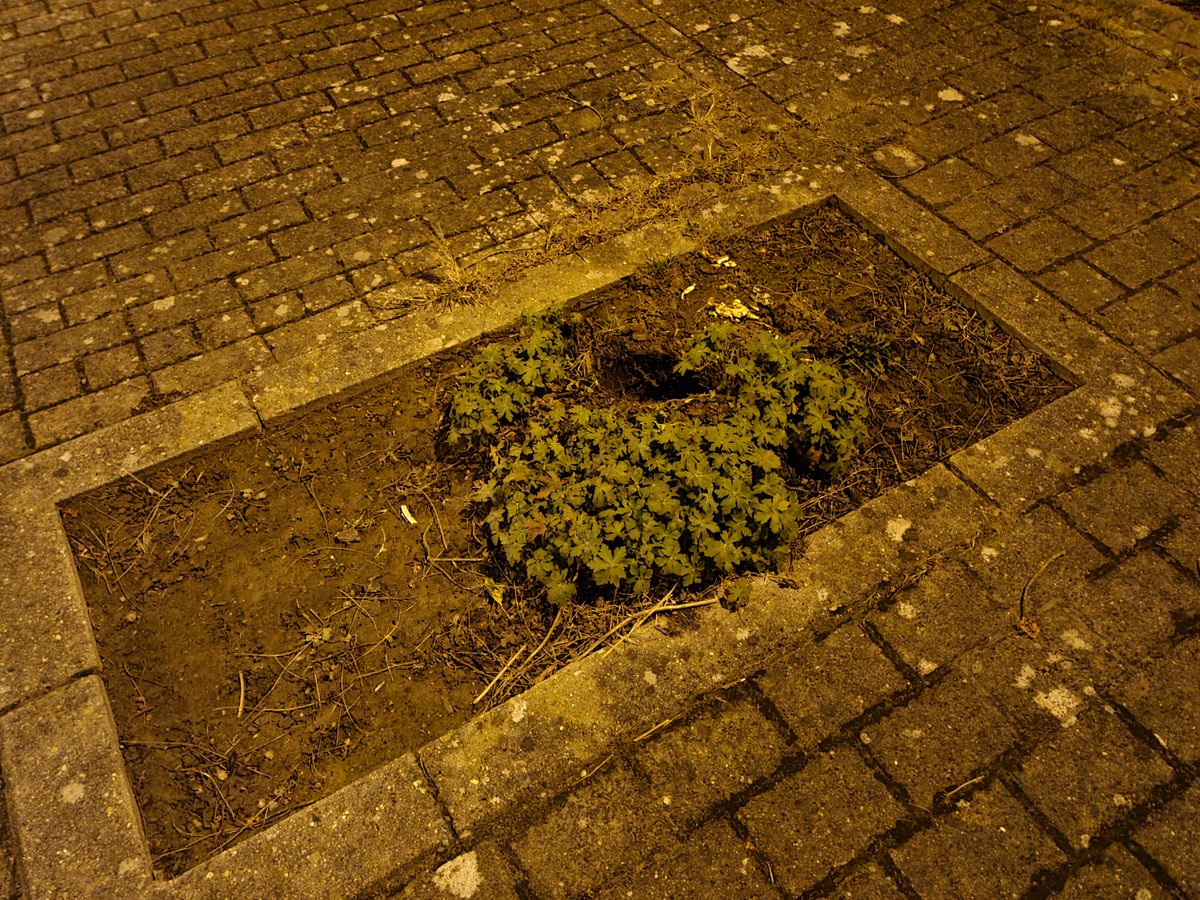studiodewolf's tweet image. Ook #windschade in Halle. Een klein boompje was omgevallen op straat. De brandweerman had het verplaatst naar het veld. Geen schade op de auto's.

#stormschade #rukwind #windstoot #storm