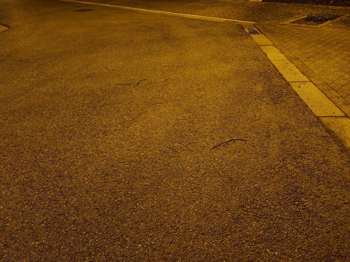 studiodewolf's tweet image. Ook #windschade in Halle. Een klein boompje was omgevallen op straat. De brandweerman had het verplaatst naar het veld. Geen schade op de auto's.

#stormschade #rukwind #windstoot #storm