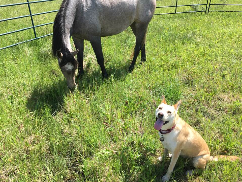 ableannan's tweet photo. Thumbs up (also important when riding!) to this sweet pony and her buddy. #ATBUp #atbfinancial "The outside of a horse is good for the inside of a woman!" (took a liberty with the quote) #mentalwellness https://t.co/WSKHEIA9XH