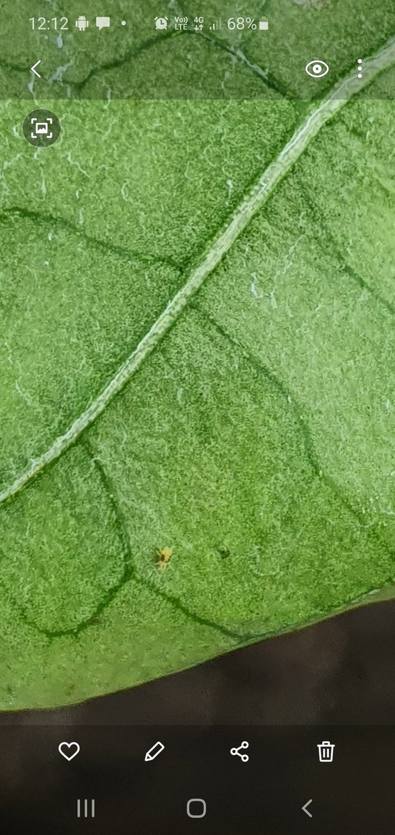 Day in the Stanthorpe region yesterday for our first apple residue harvest and checking Two spotted mites in Capsicums prior to trial establishment #fujiapples <a href="/kalyx_australia/">Eurofins Kalyx</a>