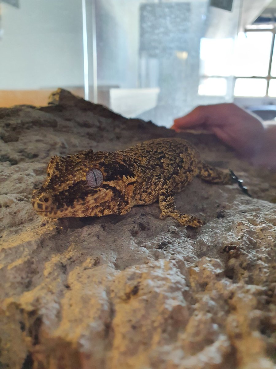 MissTBaber's tweet photo. I think Alfie likes everyone being back at school! #gecko #reptiles #animaltherapy @mendipstudiosch https://t.co/uXk76l9ogc