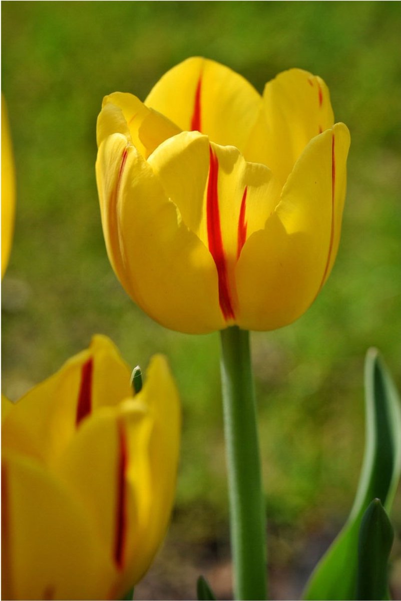 Ons thema dit jaar is 'vrede'.

Kent u de prachtige Freedom Flame tulp al? 🔥

ℹ freedomflame.nl