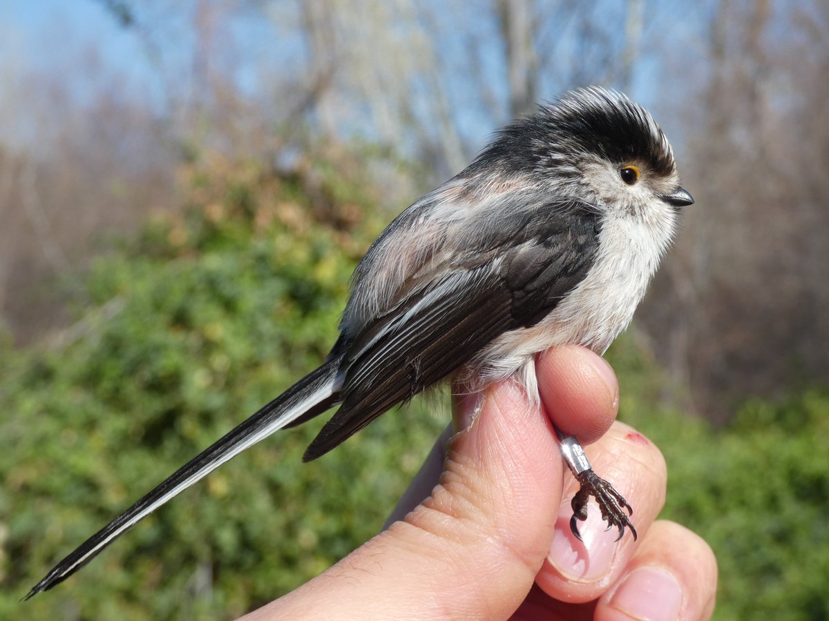 sgameroa's tweet photo. On the bend site at Henares river, I ringed 15 birds with two nets: Short-toed treecreeper, Long-tailed tit, Blue tit, Great tit, Blackcap and a beautiful male Chaffinch. The spring is coming and the river looks amazing.
🌼🌼🌼
#birdringing #birdbanding #birds #mistnet #birding https://t.co/lbSkKBOO9h