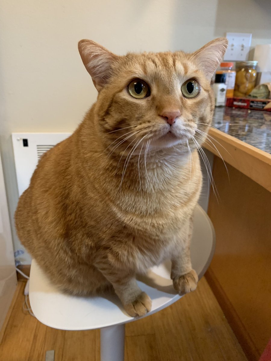Bayek_Reign's tweet photo. Excuse me chef☝️ I am ready to be served. 
#CatsOfTwitter #cats #chonk https://t.co/BPjD2U06d3