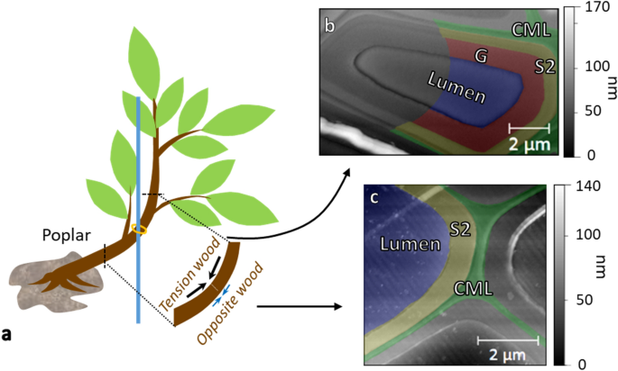 NanoTrac Technologies (@nanotrac) on Twitter photo Influence of force volume indentation parameters and processing method in wood cell walls nanomechanical studies nature.com/articles/s4159… Nanoscience and technology <a href="/NatureNano/">Nature Nanotechnology</a> #Nanoscience #Technology this is #Nature Influence of force volume indentation parameters and processing method in wood cell walls nanomechanical studies nature.com/articles/s4159… Nanoscience and technology <a href="/NatureNano/">Nature Nanotechnology</a> #Nanoscience #Technology this is #Nature
