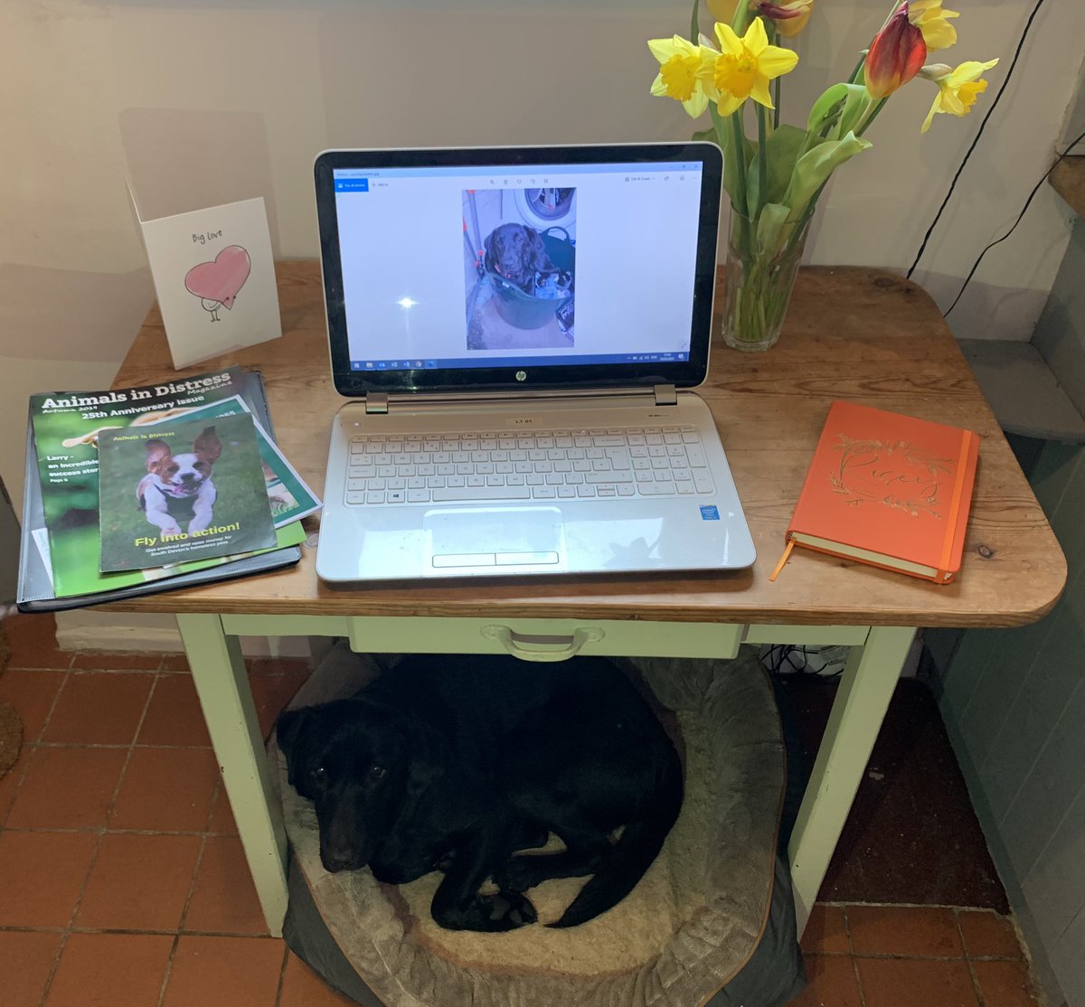 LittleMoRescuePup tweet media