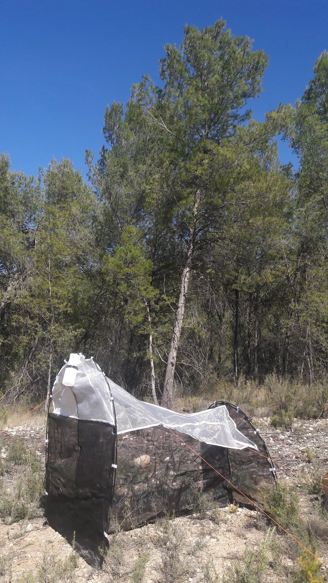 sirfidos's tweet photo. Scientists from @IUCibio (@UA_Universitat) and Gorka Herrero setting a trap up to collect #hoverflies in #Maigmo (#Alicante) today. Typical Mediterranean vegetation around, in a beautiful mosaic landscape, and many expectations put in this sampling!🤞 https://t.co/fZ0zGVvYgn
