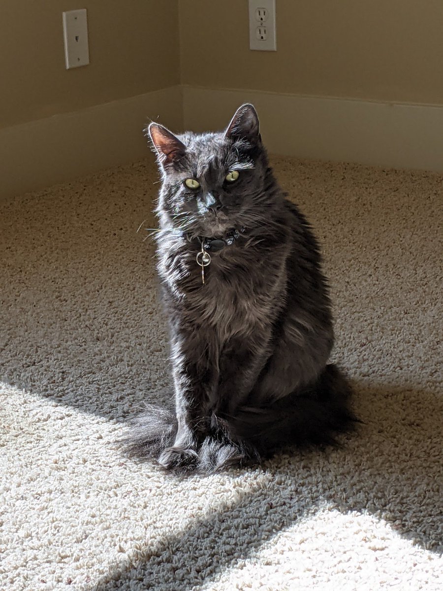 How old would you guess this cat is