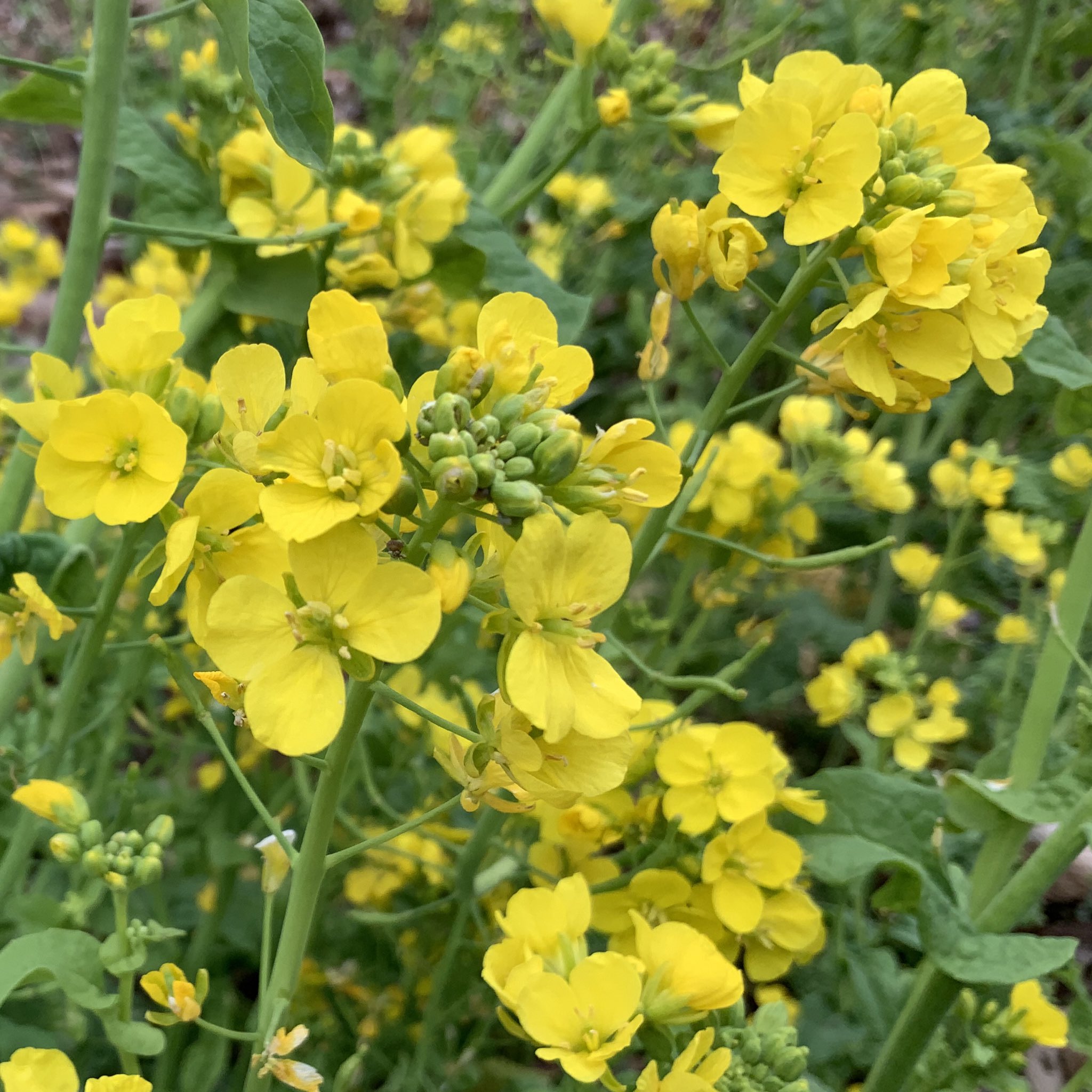 みぃちゃん 不具合中 おはようございます 健やかに過ごせますように 佳き一日でありますように 3月12日 サンデーホリデーの日 半ドンの日 財布の日 モスの日 スイーツの日 だがしの日 笑顔の日 サイズの日 菜の花忌 お花ですネン Tlを花で