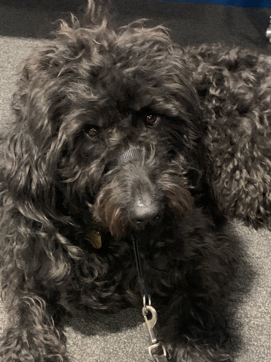 MiloTheGuide's tweet image. the hoomin has dragged me to the library to do work. 
had plenty of naps and even got some fuss from other students when I fell asleep and started dreaming. We keep on getting up every now and then to “stretch my legs” I suspect the boss just doesn’t wanna do work though!