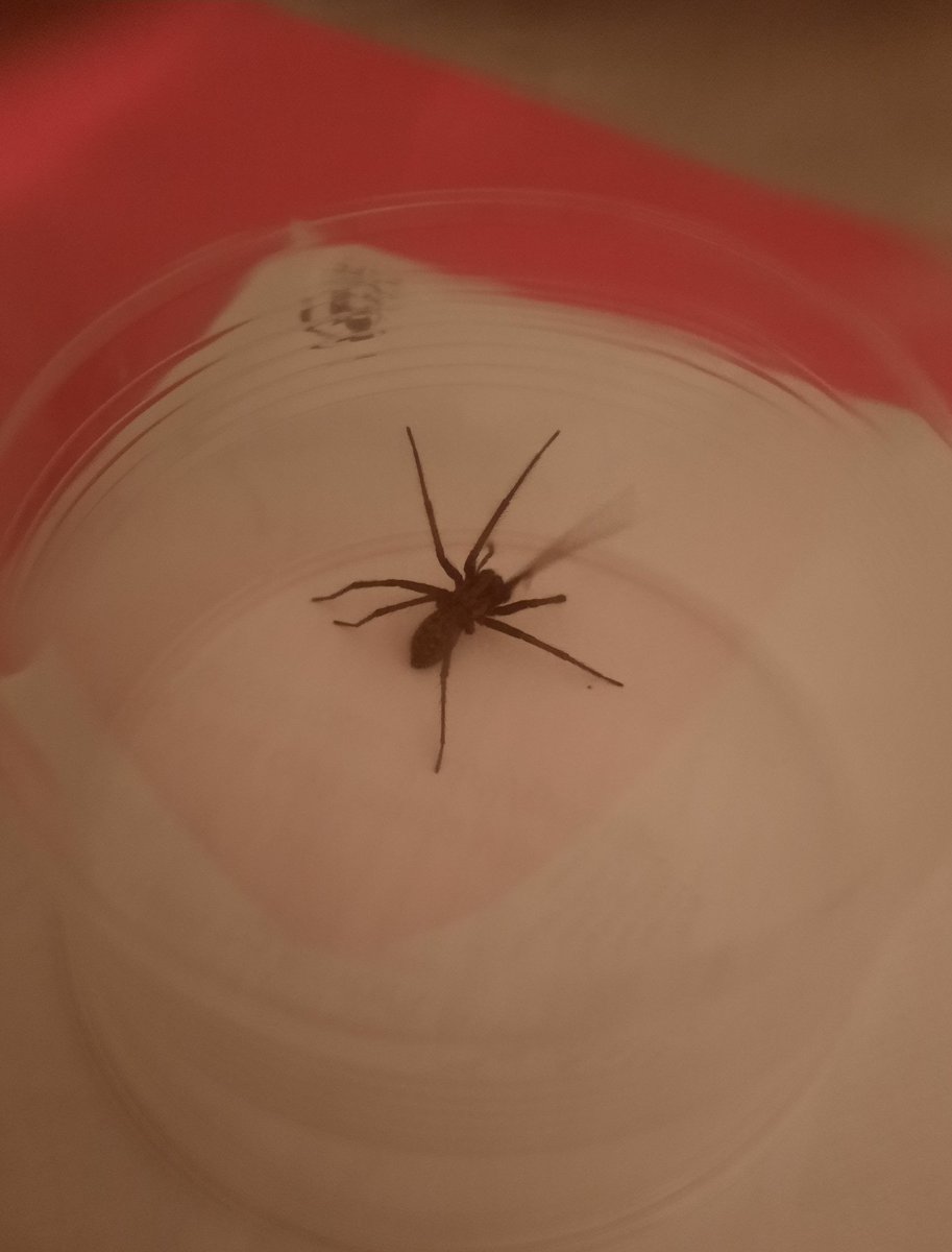 Had a wee (though not that wee!) visitor in the house today. I swear they get bigger every year! #spider #uninvitedguest