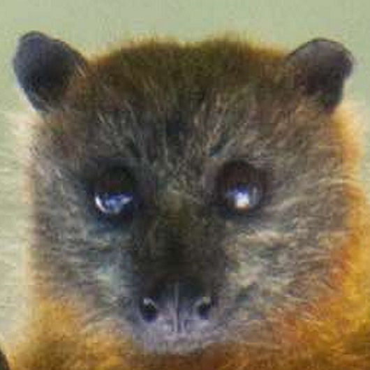 poopy_bird's tweet photo. Взгляни-взгляни в глаза мои суровые... #eyes #bat #mouse #rat #pet https://t.co/aeUXeZrTgq
