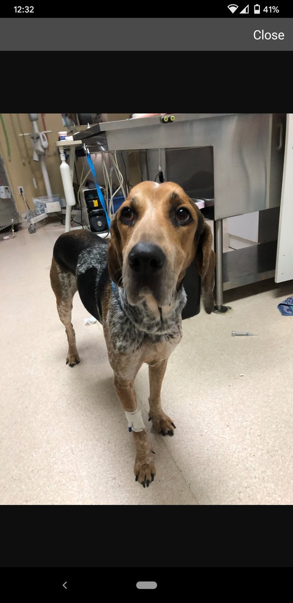 plz be thinking about my dog today. he has a blockage (we suspect he ate a toy) and will likely need surgery