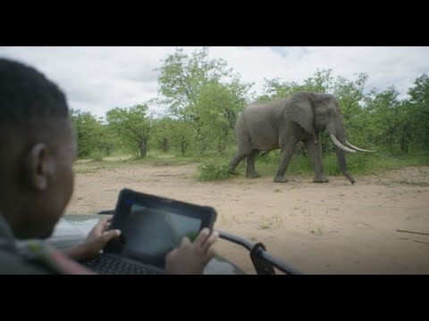 JillBell123's tweet photo. See how @elephantsalive researchers use Dell Latitude Rugged PCs to take high quality photos of elephants to identify 
and track them in their natural habitat...even in dusty off-road travel, oppressive heat, and thunderstorms. #conservation https://t.co/1jlHuMlnl0 #Iwork4Dell https://t.co/dhiBEkecLq