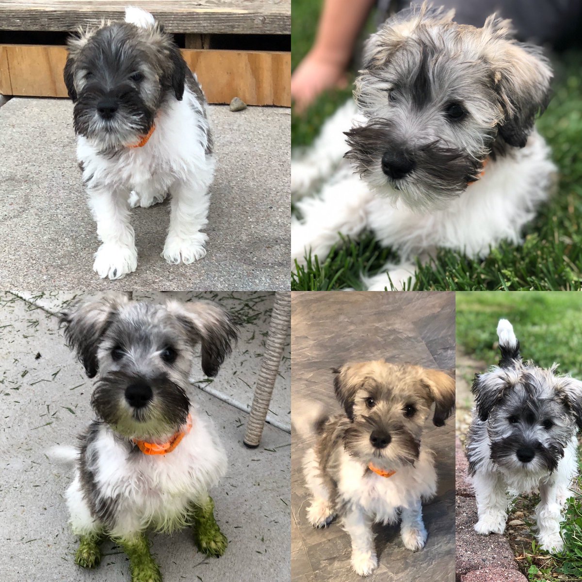 3 Pack - Otto, Kira & Gunther tweet media