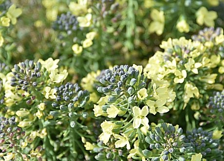 𝓩𝓪𝓾𝓫𝓮𝓻 ブロッコリーの花です ブロッコリーは家庭菜園 でもしばしば見かけますが もともとこの野菜はつぼみの状態なので 畑に置いておくとレモンイエローの花をたくさん咲かせます そろそろ花の咲く時期 野菜の花