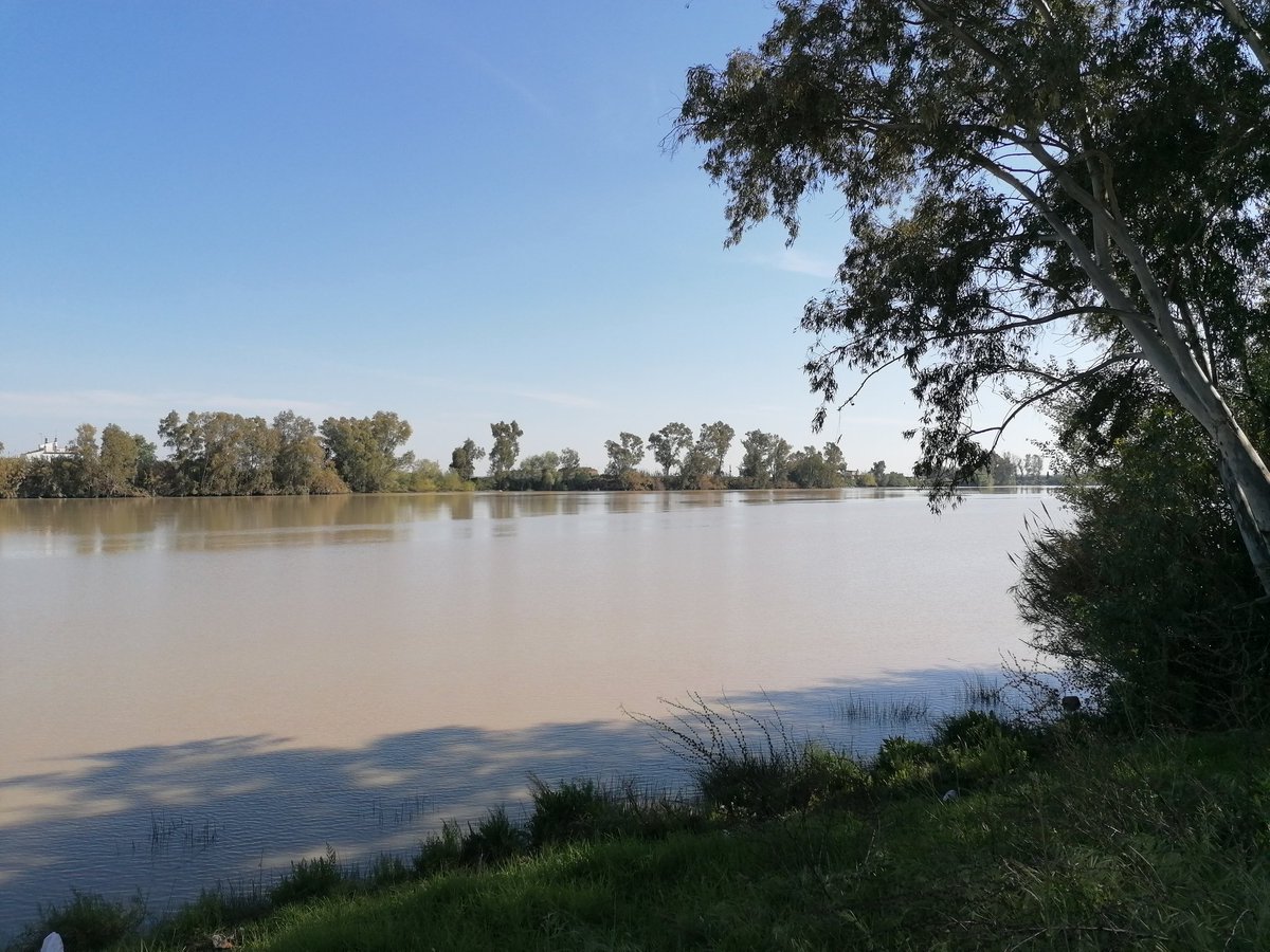 antoniosev11's tweet photo. La orilla de nuestro Río. #CoriadelRio #Guadalquivir #RiodeVida @CHGuadalquivir https://t.co/NtUyINuRi1