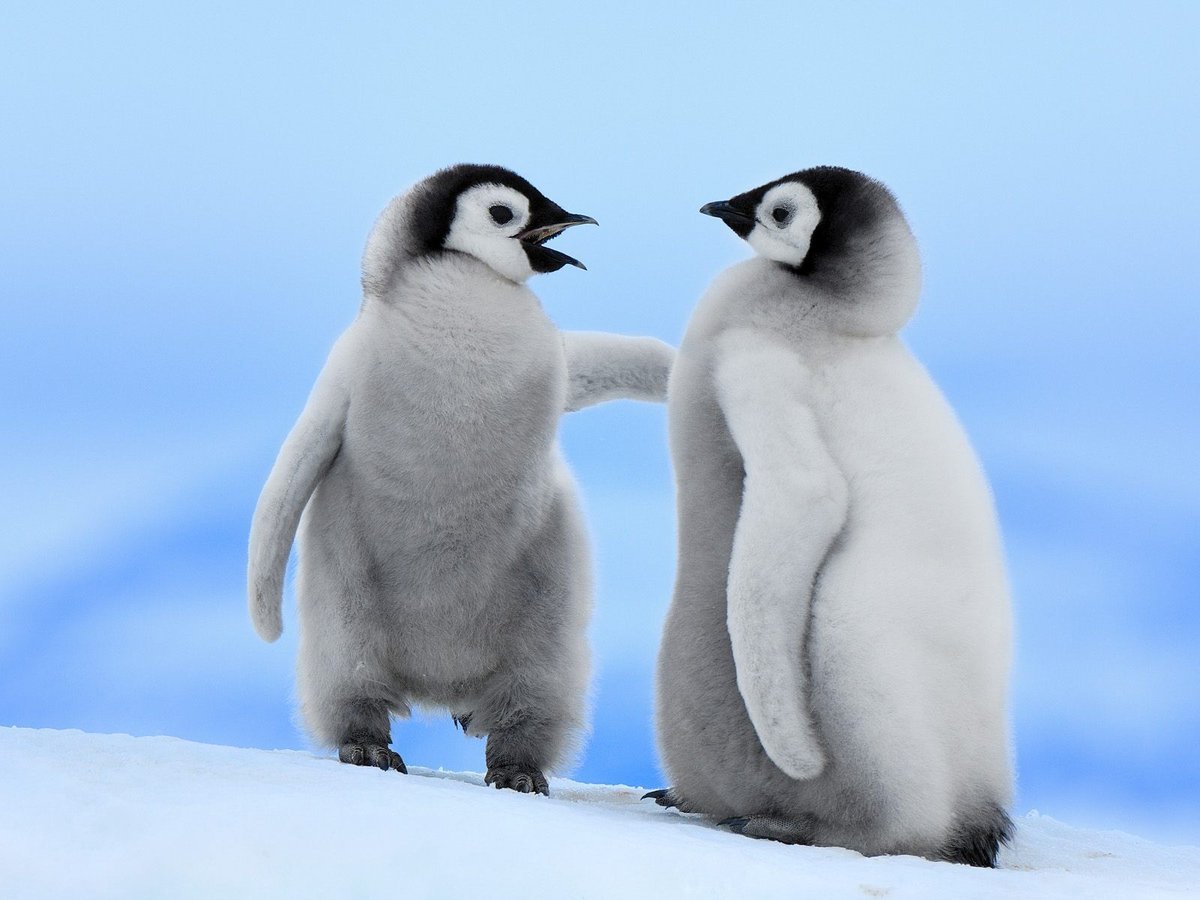 penguins ♡ tweet media