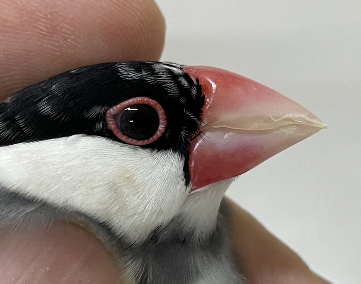 嘴が伸びた文鳥は血流が悪いため血色が薄くなっています。健康な文鳥は