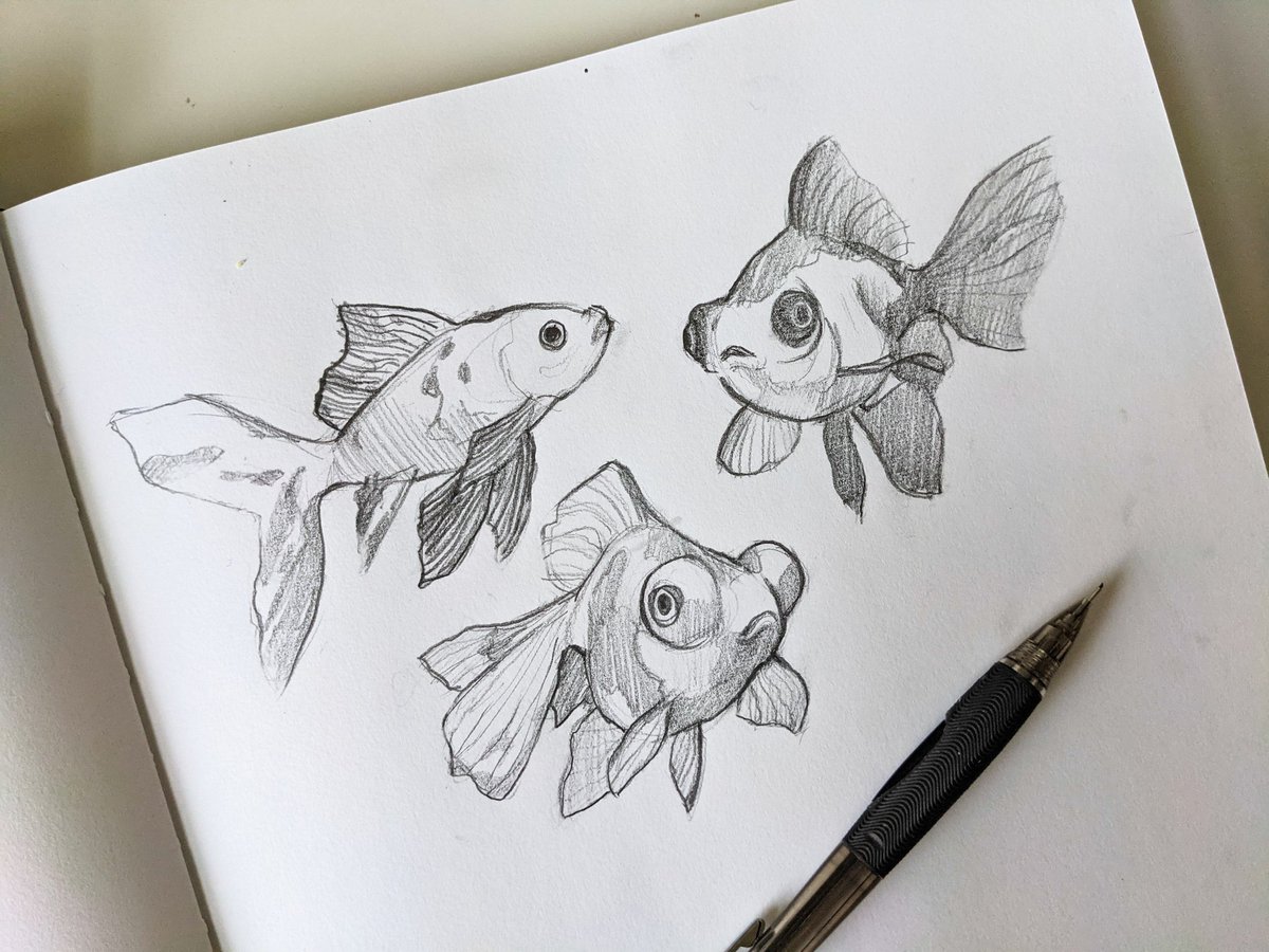 maxisartsy's tweet photo. Here be some goldfish sketches https://t.co/A7L80U5k8a