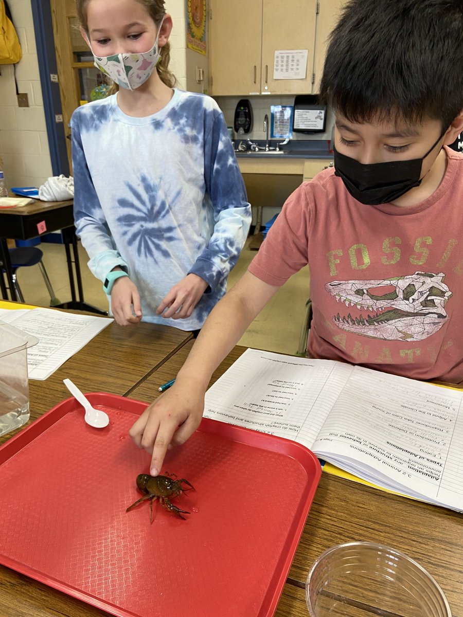 MrsUnger_MES's tweet image. MES Third Graders are investigating behavioral adaptations of crayfish. #StructuresofLife #FossScience #ThirdGradersRock ⁦@MadeiraESPrin⁩