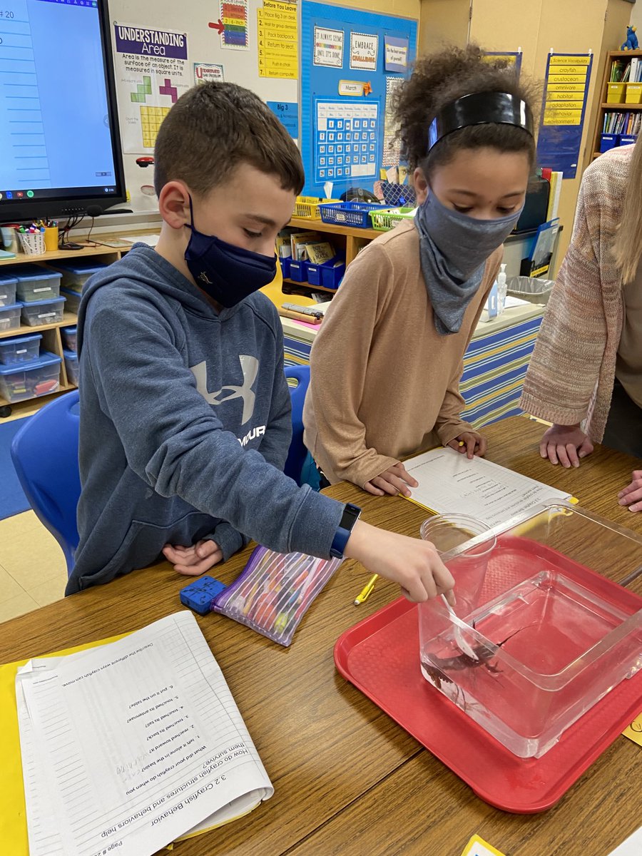MrsUnger_MES's tweet image. MES Third Graders are investigating behavioral adaptations of crayfish. #StructuresofLife #FossScience #ThirdGradersRock ⁦@MadeiraESPrin⁩