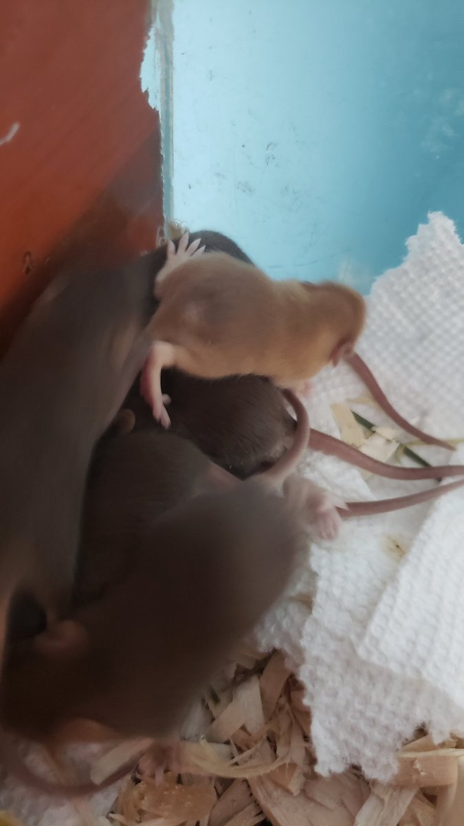 It is that time of year again. #mousegenetics. This is the first time we ended up the golden mice!