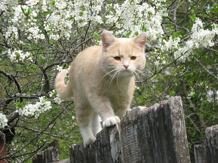 _Karhutar_'s tweet image. 🕊️МАРТОВСКАЯ ЦЕПОЧКА ТВИТТЕРСКИХ 2.0🕊️

                 🕊️с тебя:

🕊️читай меня (#взаимно)

🕊️делай ретвит

🕊️читай ретвитнувших

🕊️будь взаимным

🕊️напиши дорогому человеку что-то хорошее — он будет рад

*шутка про 0 рт на удачу* 

#ЦепочкаФолловеров
#ЦепочкаТвиттерских