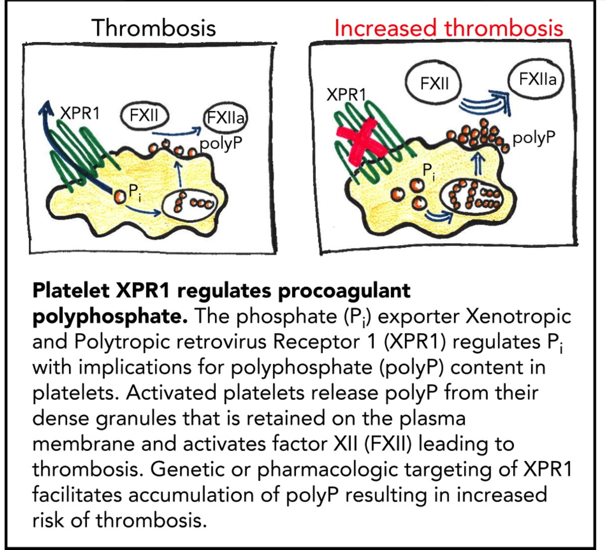thomas_renne's tweet image. Xenotropic and polytropic retrovirus receptor 1 regulates procoagulant platelet polyphosphate | Blood | American Society of Hematology ashpublications.org/blood/article/…