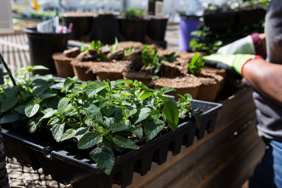 This year our R&amp;D team has propagated and transplanted over 2000 varieties of plants to test in our 3acre, on-site trial garden. We are just getting started so, stay tuned! We have more trial garden updates coming your way very soon! #metrolinatrialgarden #getoutandgrow