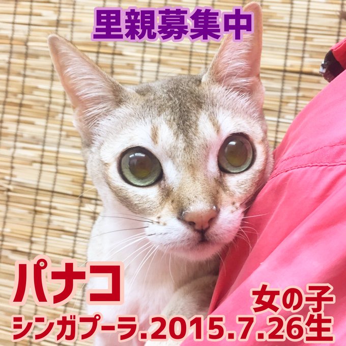 保護猫カフェ鶴橋のtwitterイラスト検索結果