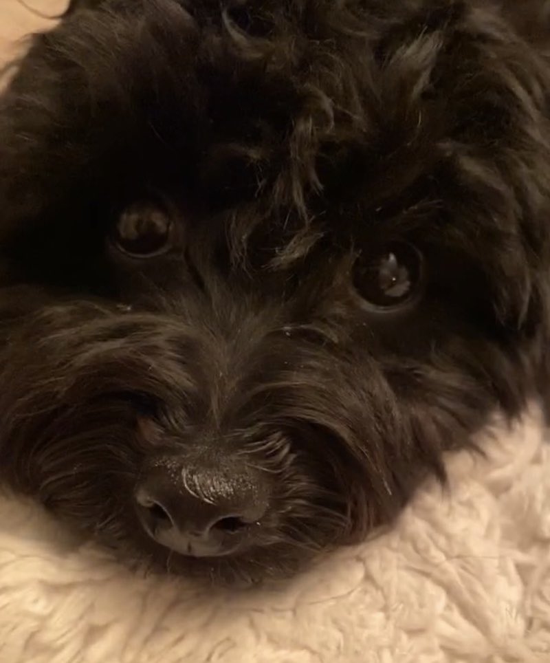 HansonApril's tweet photo. Sometimes I can’t believe I’m a fur baby mom. I mean THIS is just too cute! #yql #puppyparent #tripplife ❤️ https://t.co/hjV2WHutkN