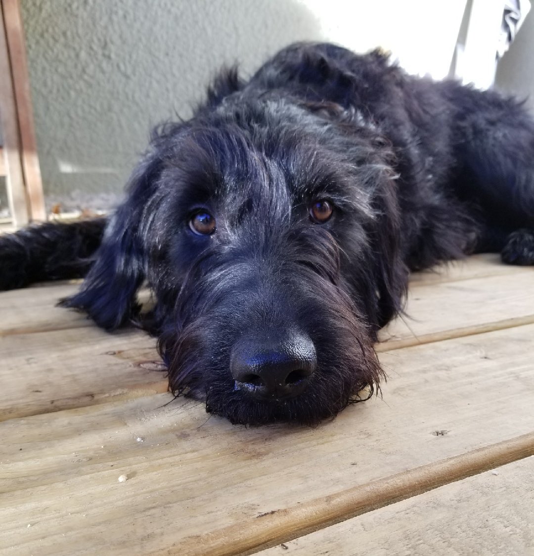 CLSchanie's tweet photo. @marceelias Looks a little like our boy! https://t.co/AP2IUoHDft