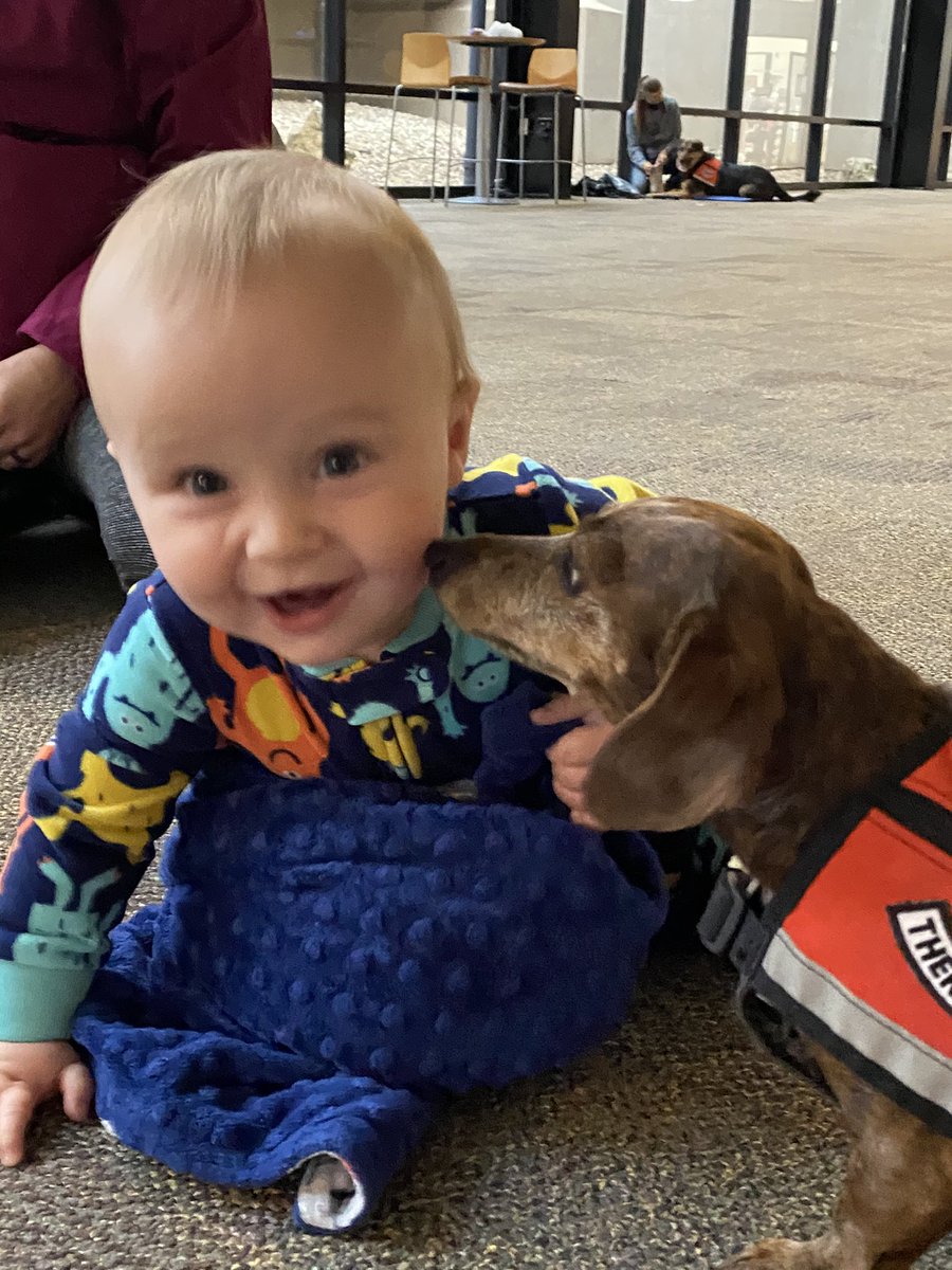 Pets4Pete's tweet photo. Alex (on the left) is helping his mom train the next class of #pettherapy dogs at @OSUMedicine and @osutulsa   Canoli (on the right) will be the first pet therapy dog at the new medical school in Tahlequah! 

@Pets4PeteTulsa https://t.co/4IVQTFvYAJ