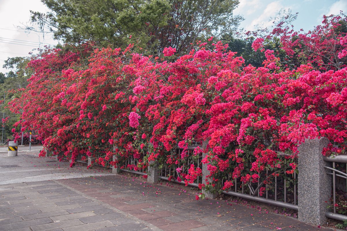 AndTaichung's tweet photo. #Bougainvillea have gradually blossomed in #Dongda Park, with the vibrant flowers blooming like fiery flames stretching for hundreds of meters. With #skywalks and #detentionponds, this lush natural park is suitable for the whole family.
No. 737, Sec. 1, Dongda Rd, Xitun Dist. https://t.co/9xkki14bNg